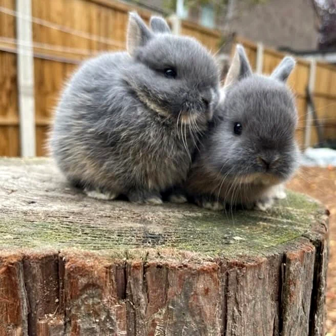 Two rabbits cared for by Emma